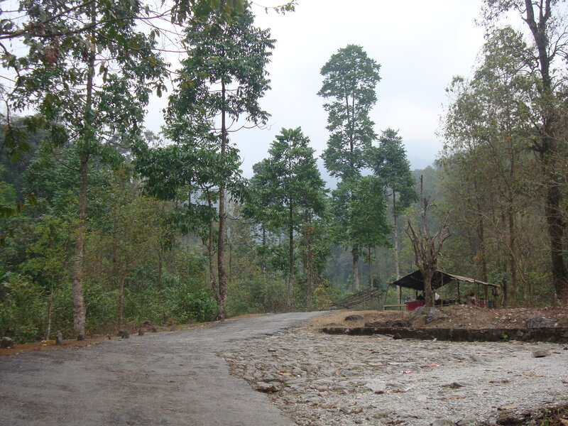 Forest Road with Shelter