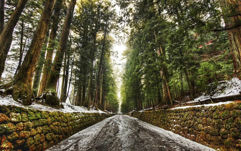 Forest Road with Snow — Green