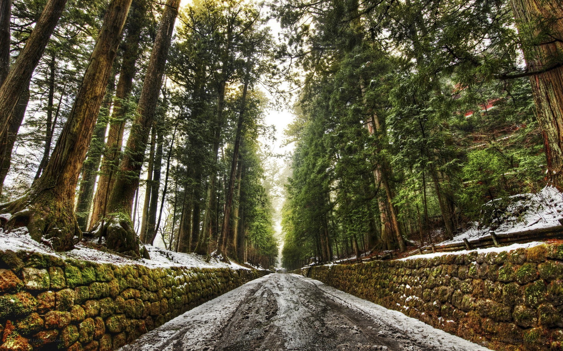 Forest road with snow