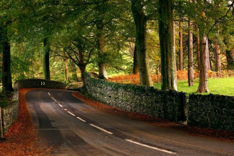 Forest road with stone wall