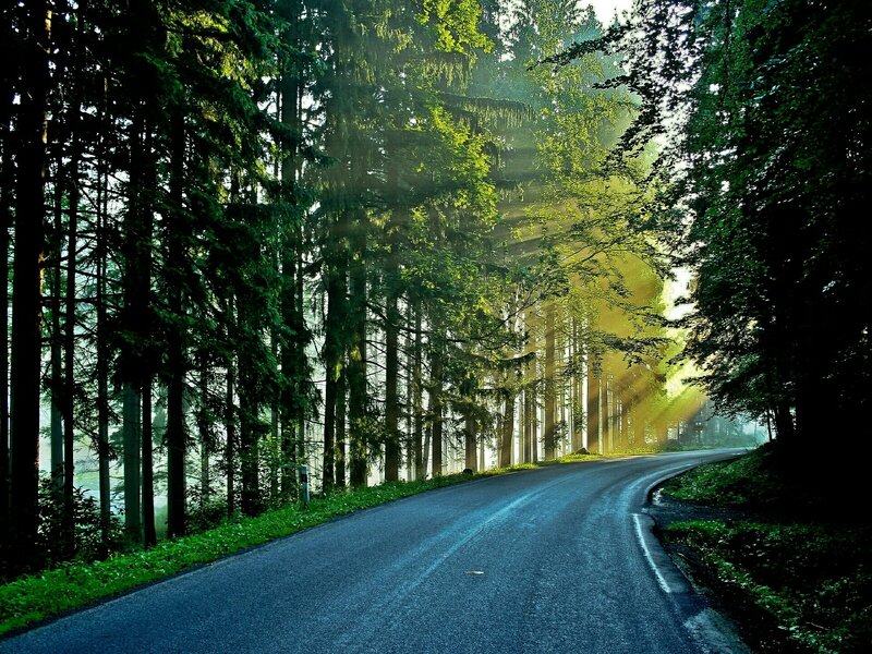 Forest road with sunbeams
