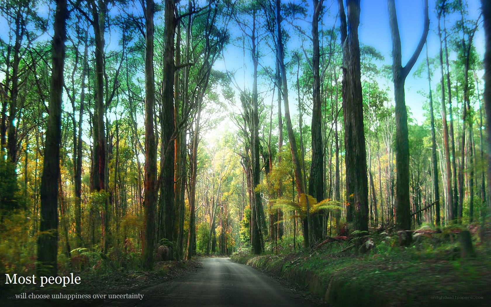 Forest road with sunlight