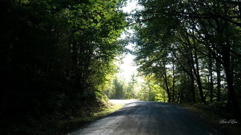 Forest road with sunlight