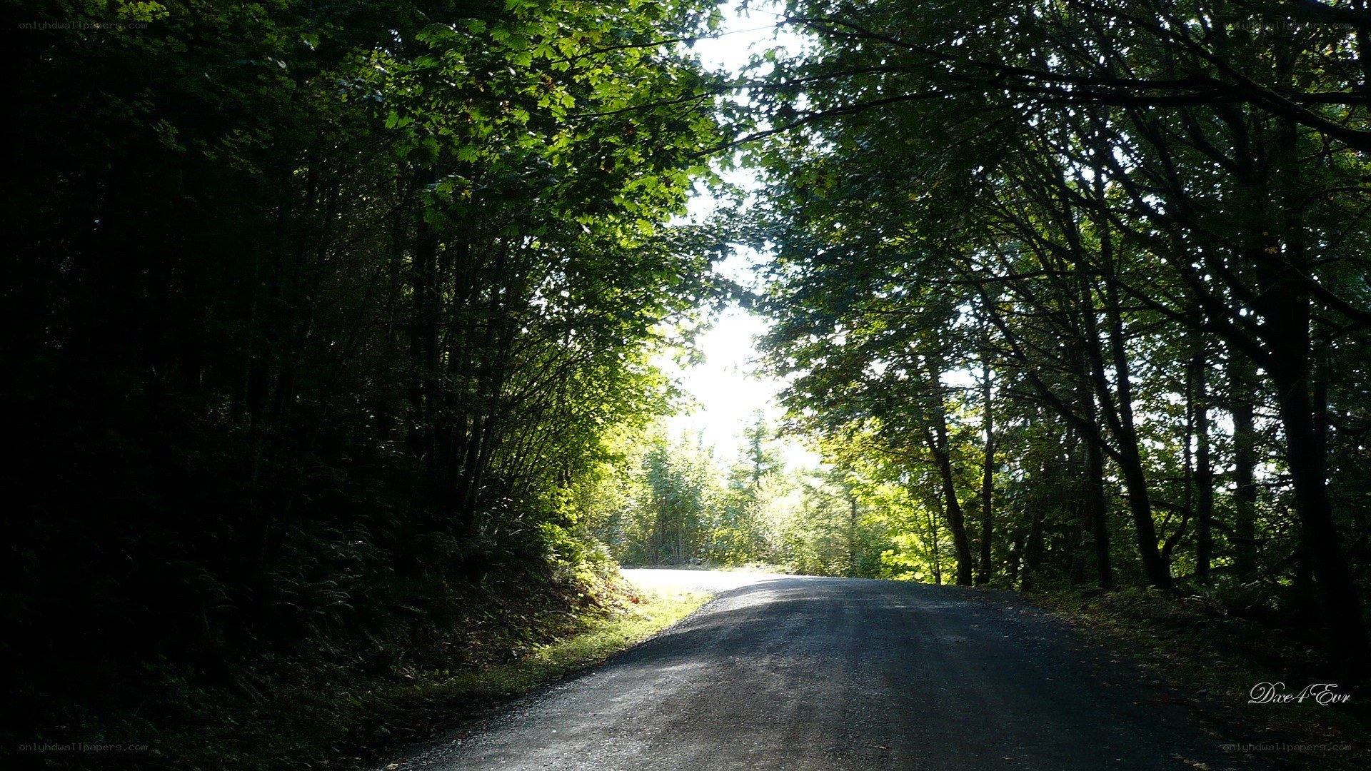 Forest road with sunlight