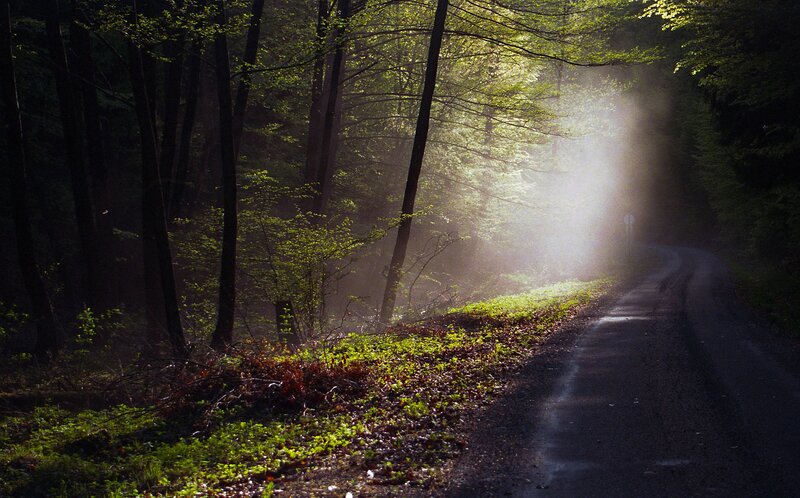 Forest Road with Sunlight — Green