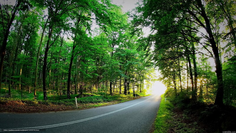 Forest road with sunlight