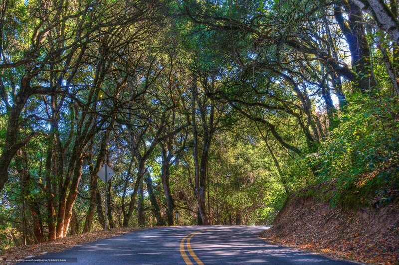 Forest road with tree canopy