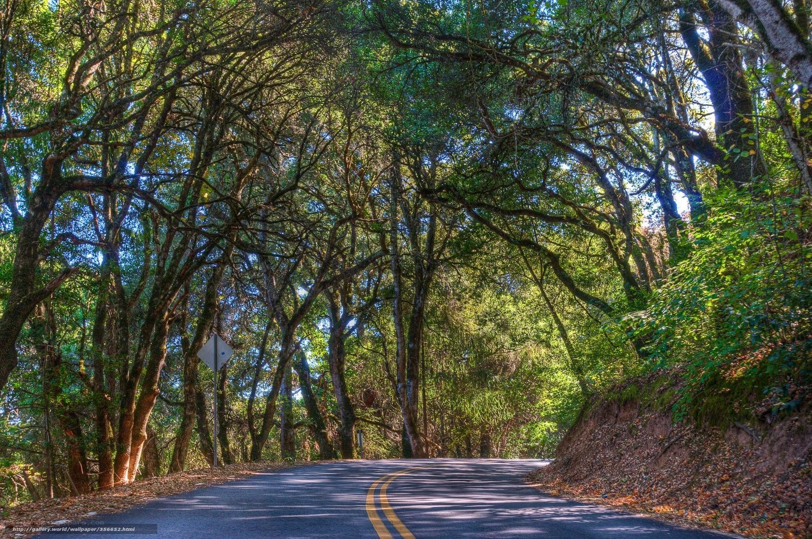 Forest road with tree canopy