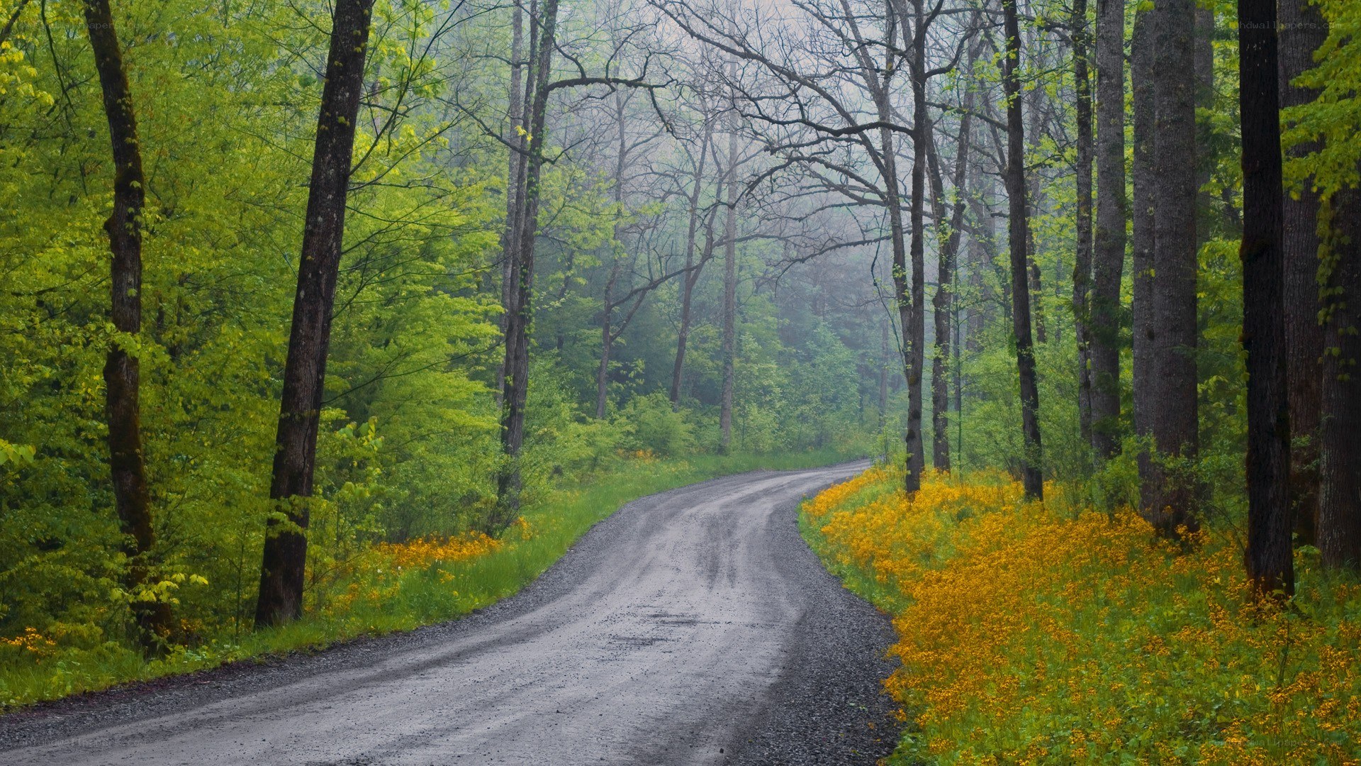 Forest road with yellow flowers