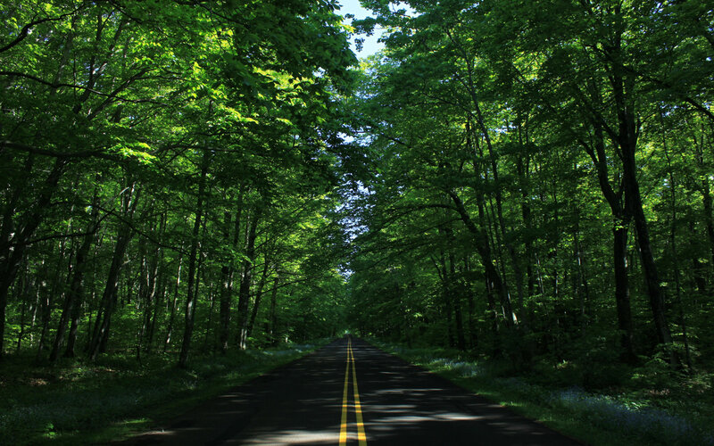 Forest road with yellow lines