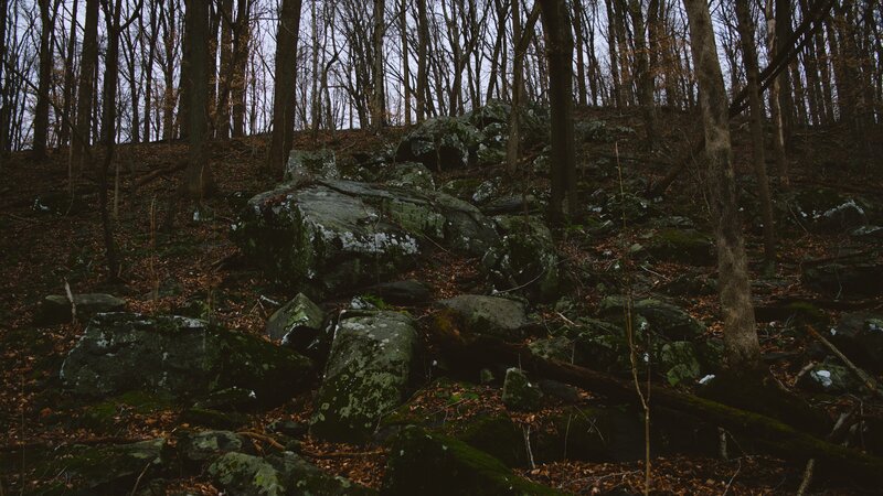 Forest Rocks and Trees
