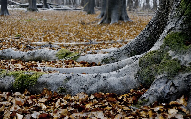 Forest roots and fallen leaves