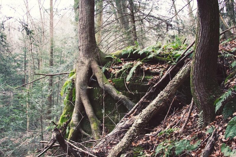 Forest roots and mossy trees