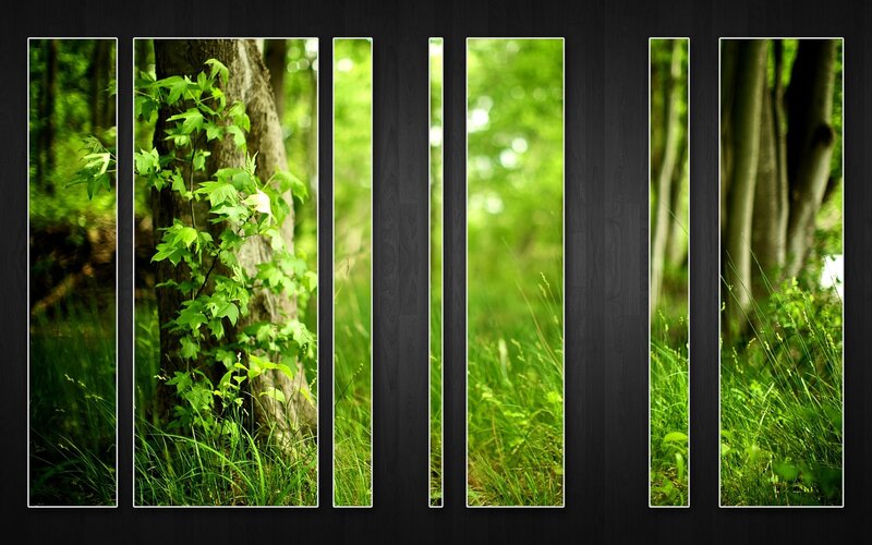 Forest Scene in Panels