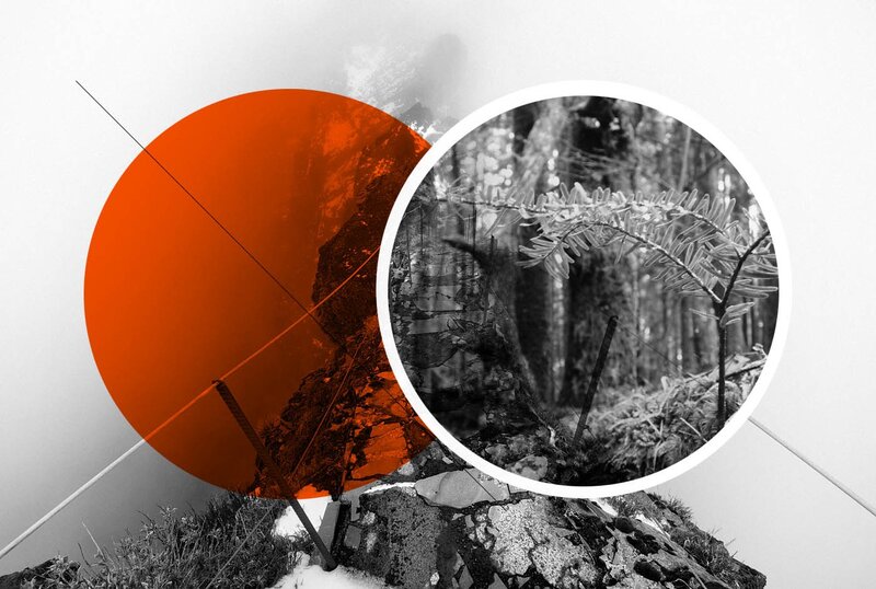 Forest Scene with Orange Circle