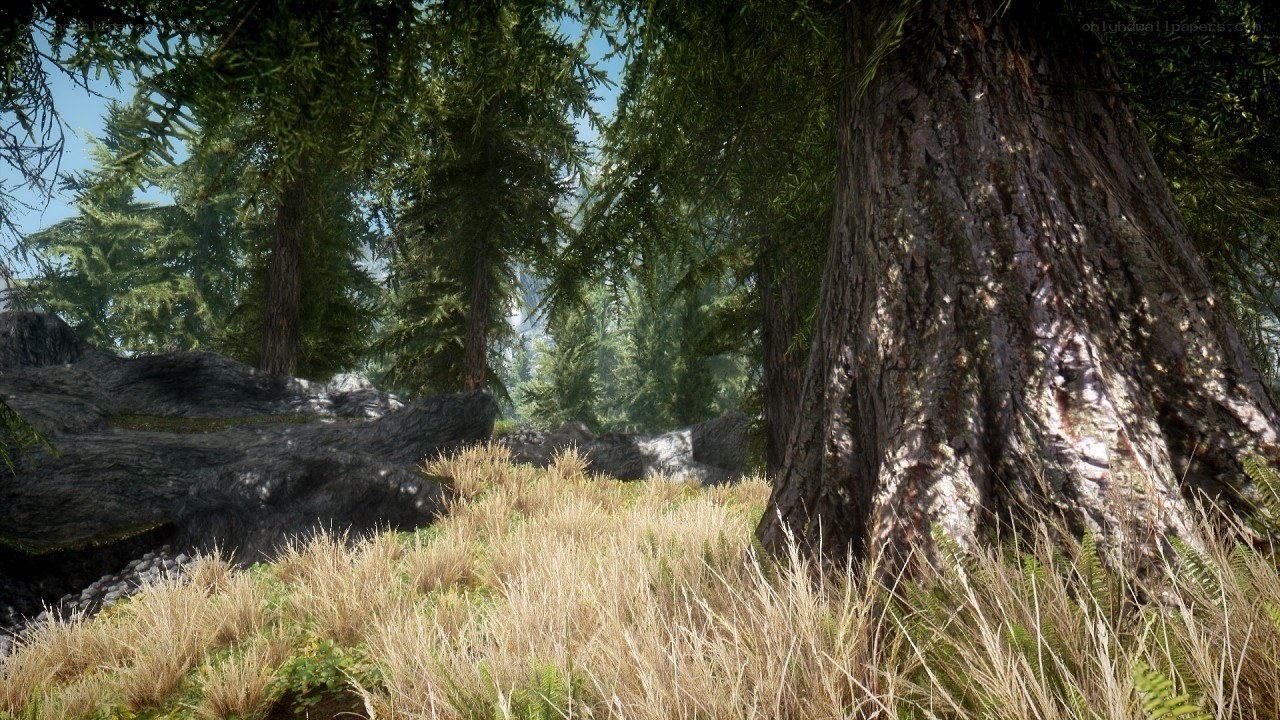 Forest scene with tall trees