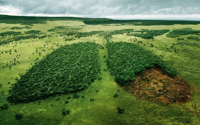 Forest Shaped Like Lungs — Green