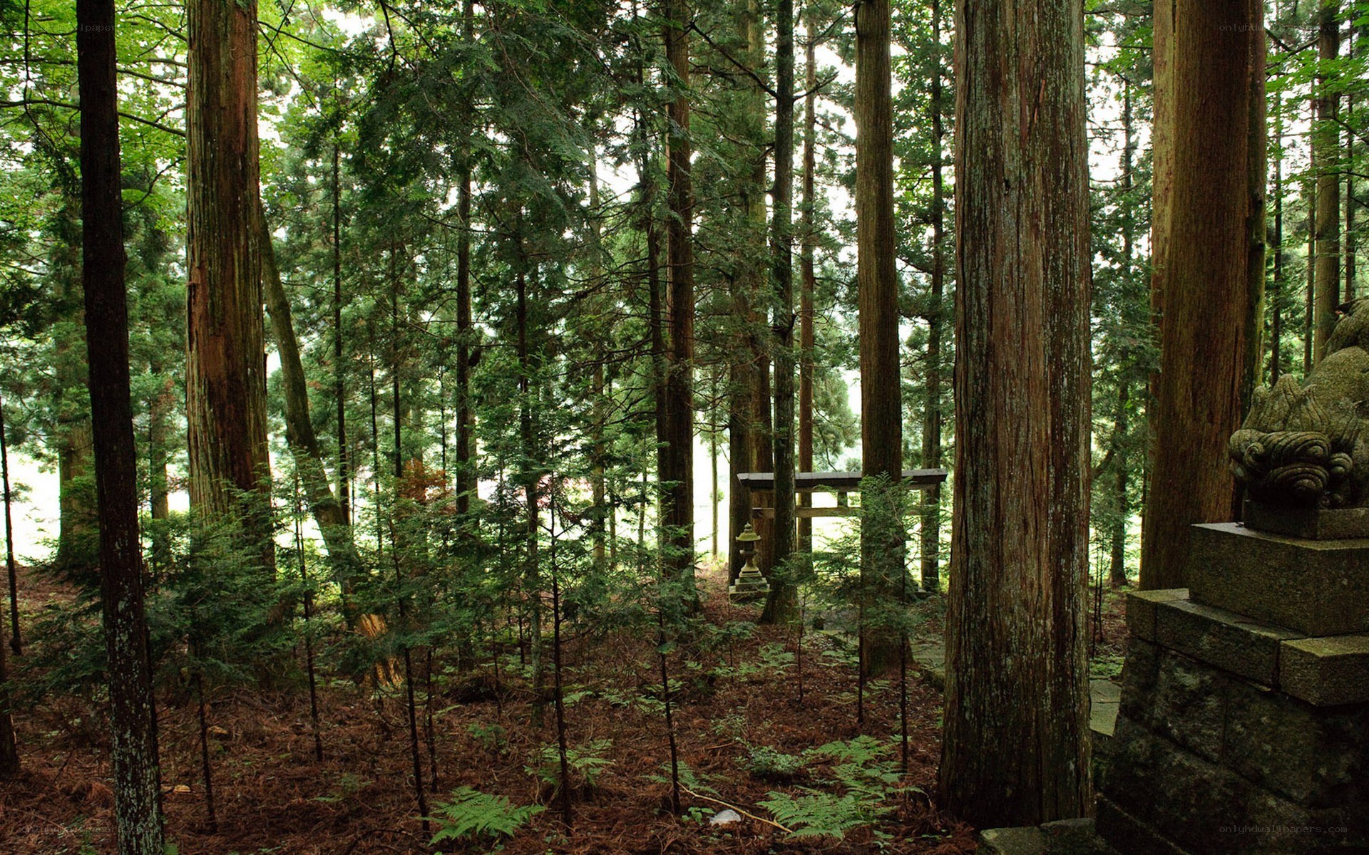 Forest shrine in Japan