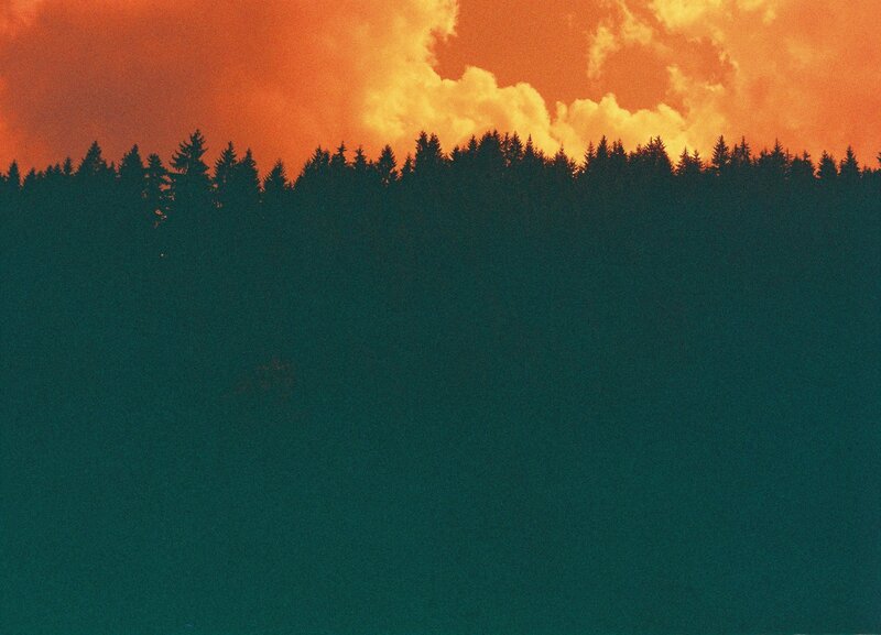 forest silhouette at sunset