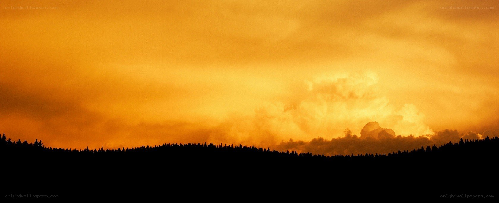 Forest silhouette at sunset