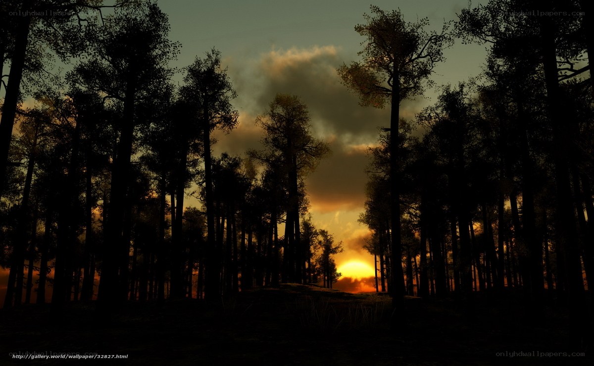 Forest Silhouette at Sunset