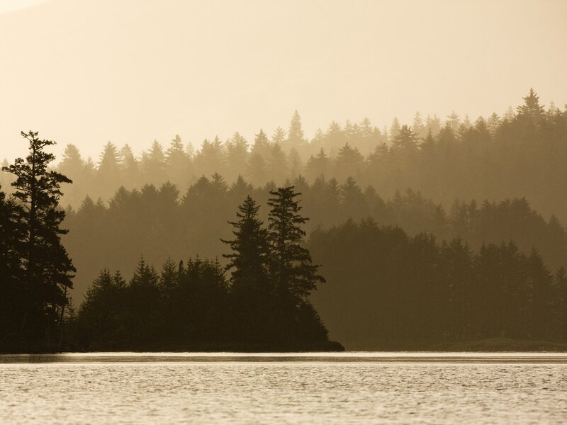 Forest Silhouettes at Dawn
