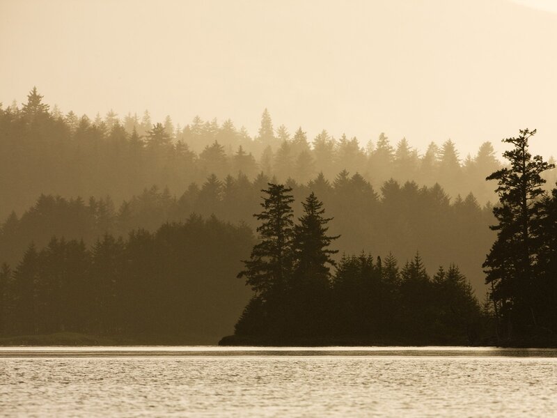 Forest Silhouettes at Dusk
