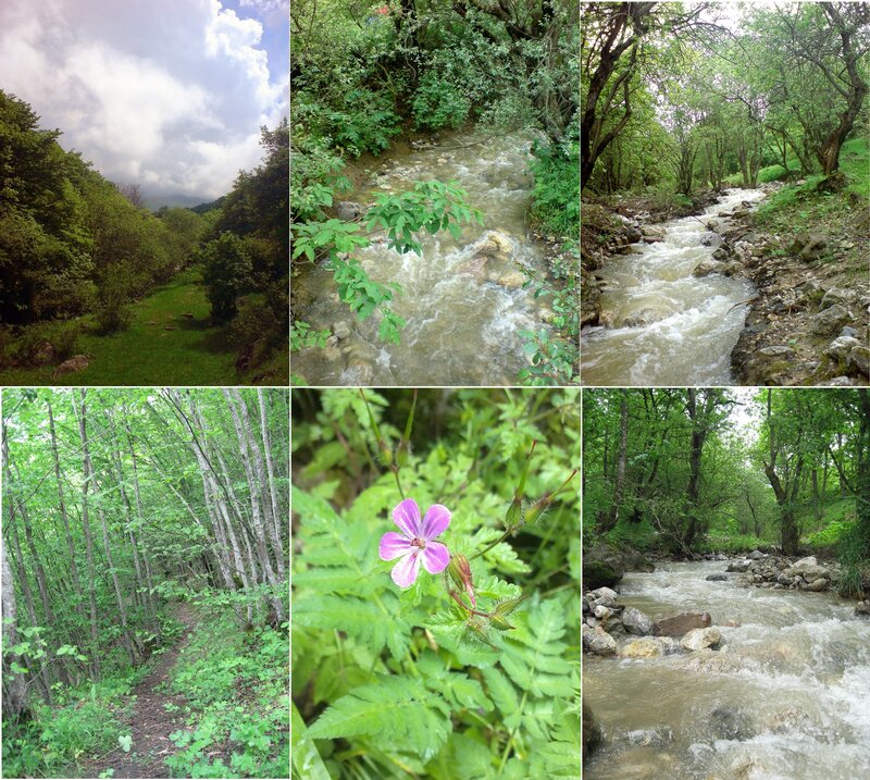 Forest Stream and Flowers
