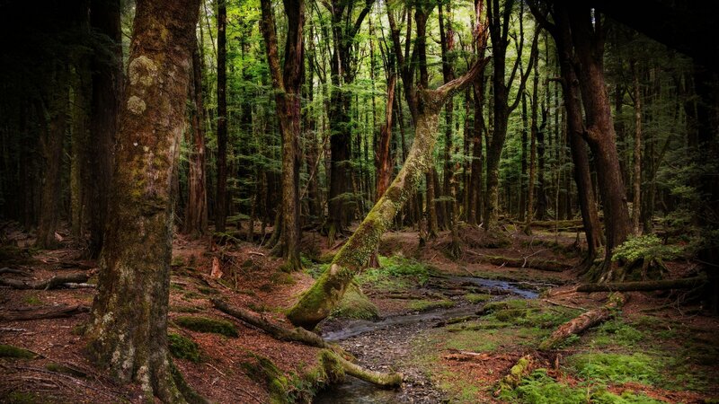Forest Stream and Trees — Green