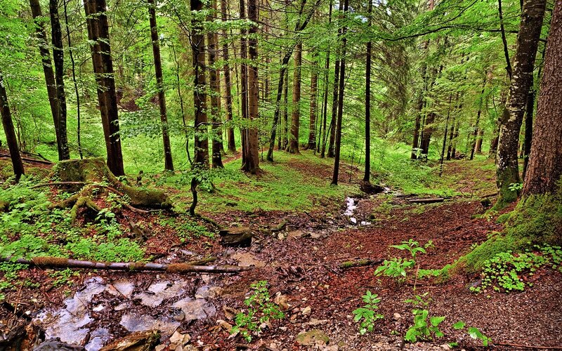 Forest Stream and Trees