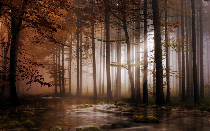 Forest Stream at Dawn — Brown