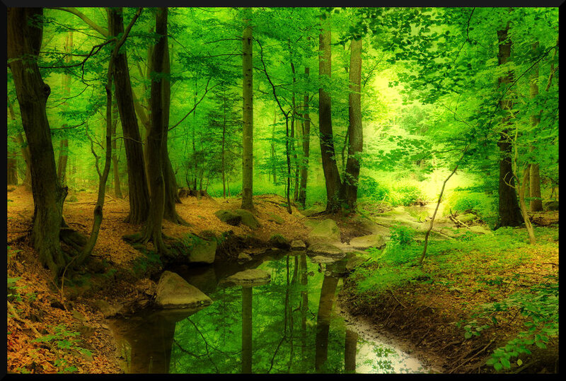 Forest Stream at Dawn — Green, Serene