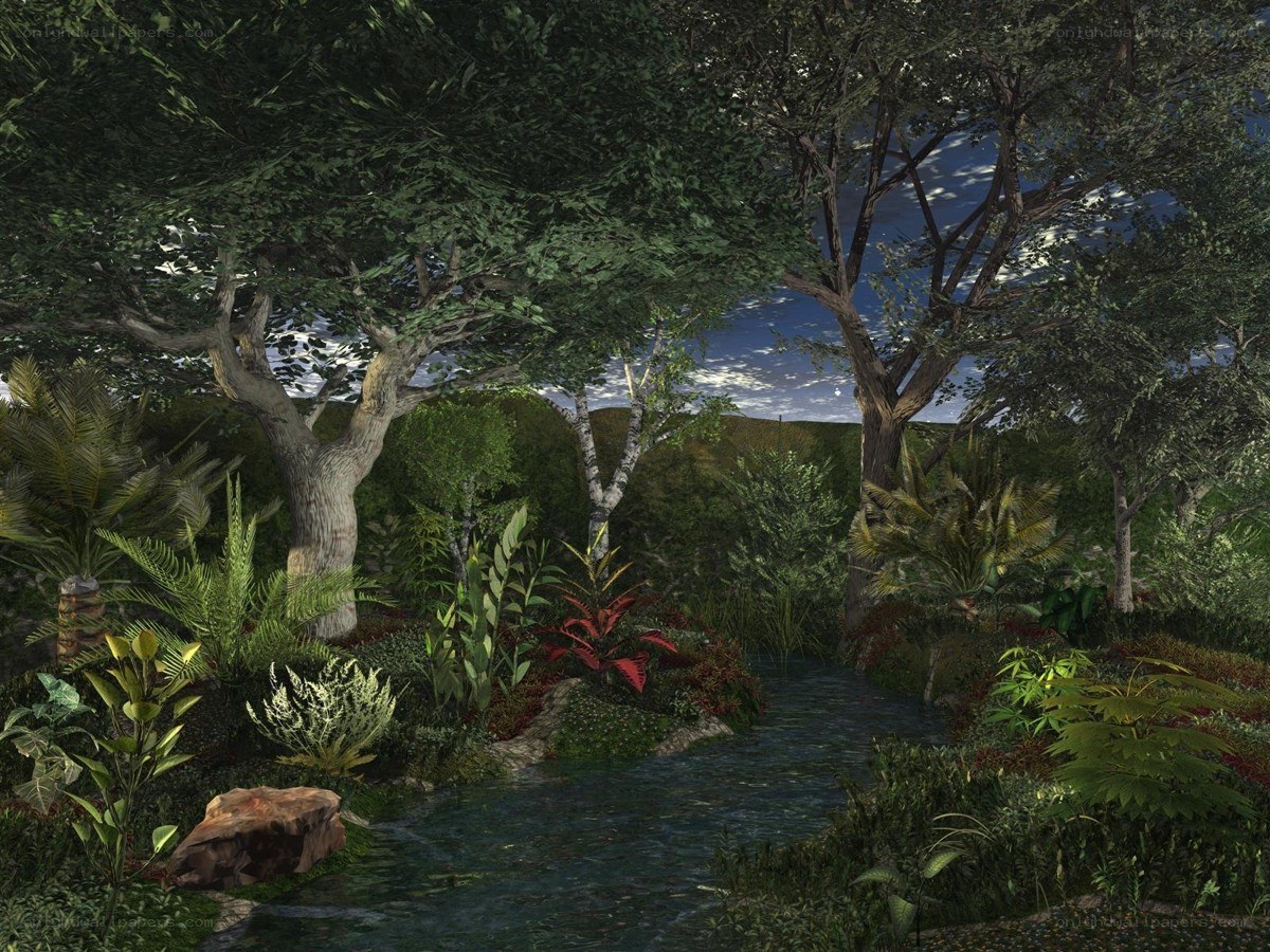Forest stream at dusk