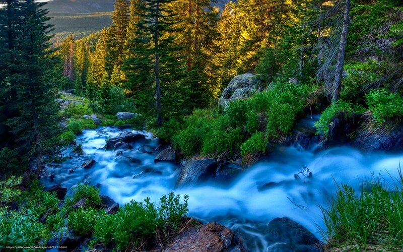 Forest stream at golden hour