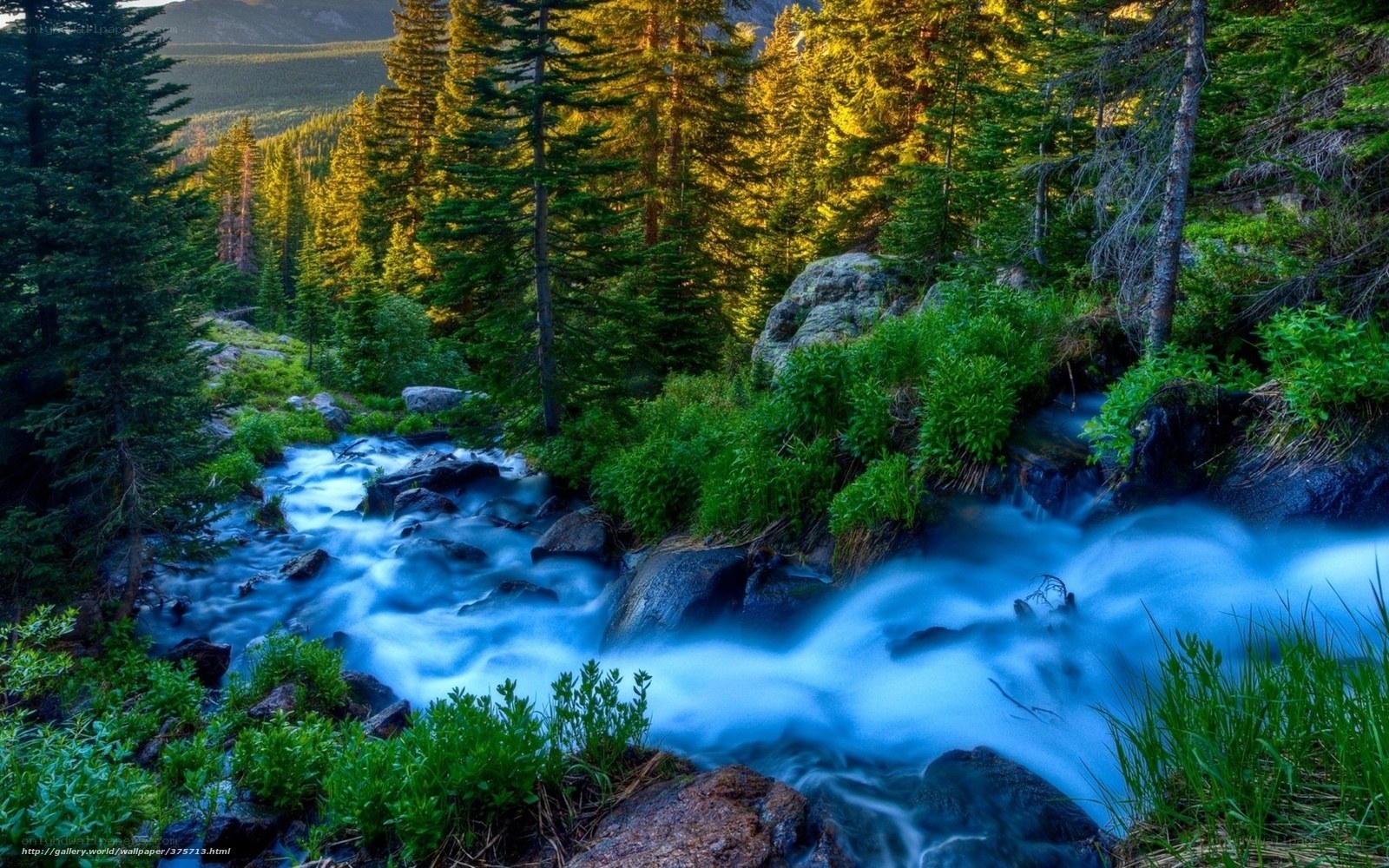 Forest stream at golden hour