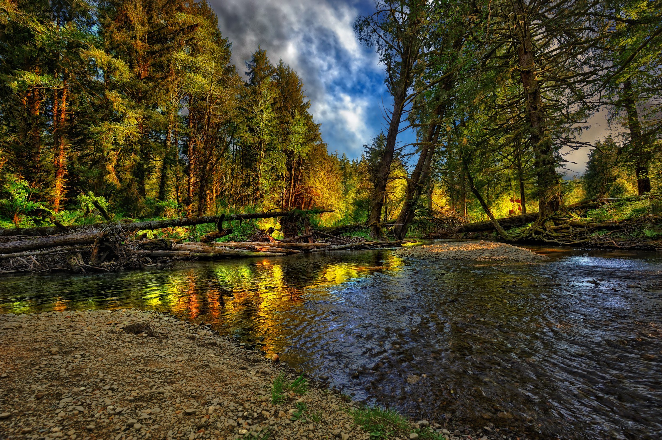 Forest stream at golden hour