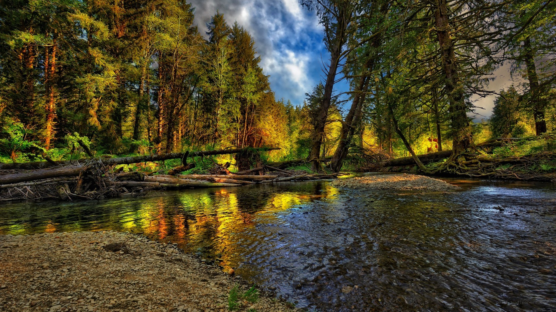 Forest stream at golden hour