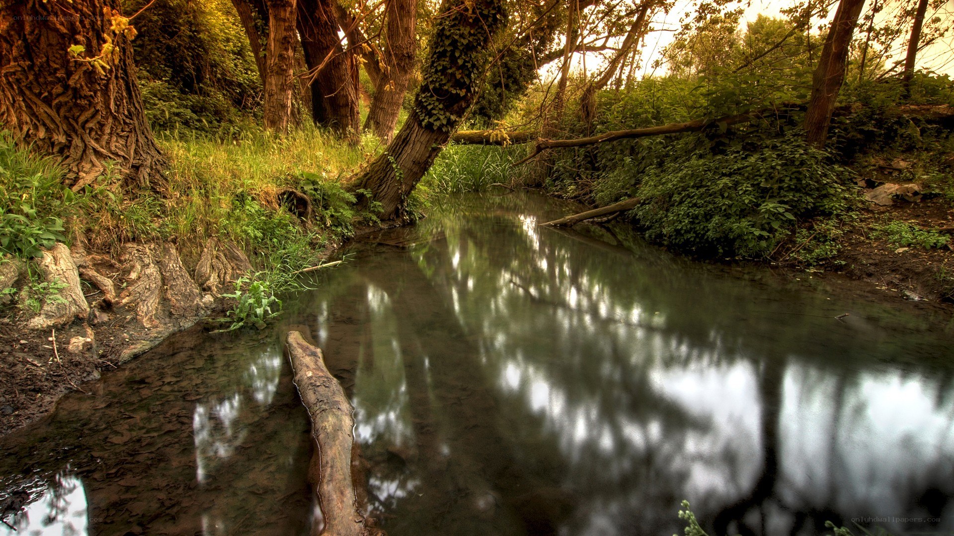 Forest stream at golden hour