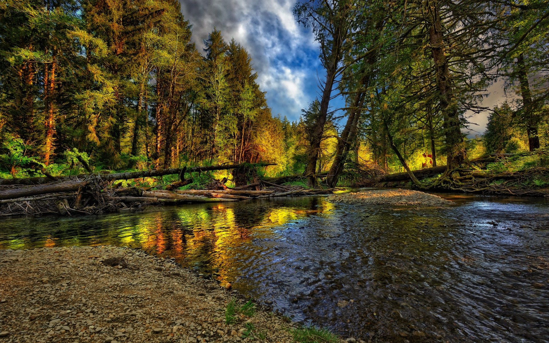 Forest stream at golden hour