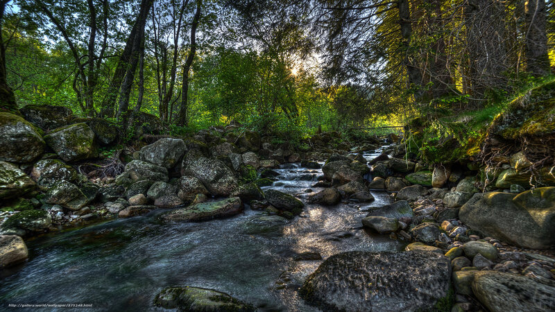 Forest stream at sunset