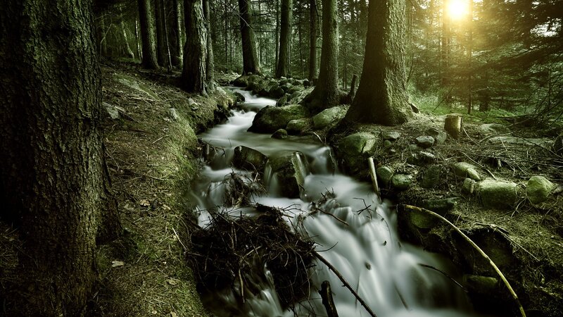 Forest stream at sunset