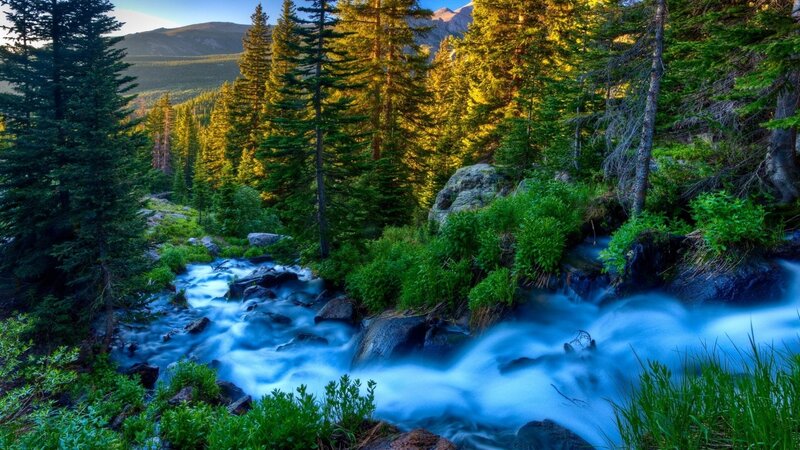 Forest stream at sunset
