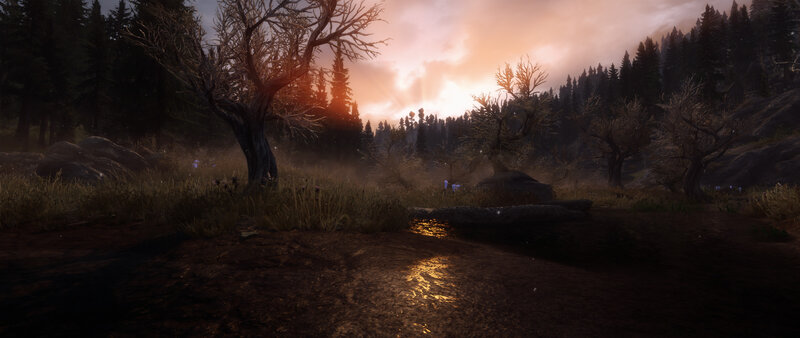 Forest Stream at Sunset — Brown
