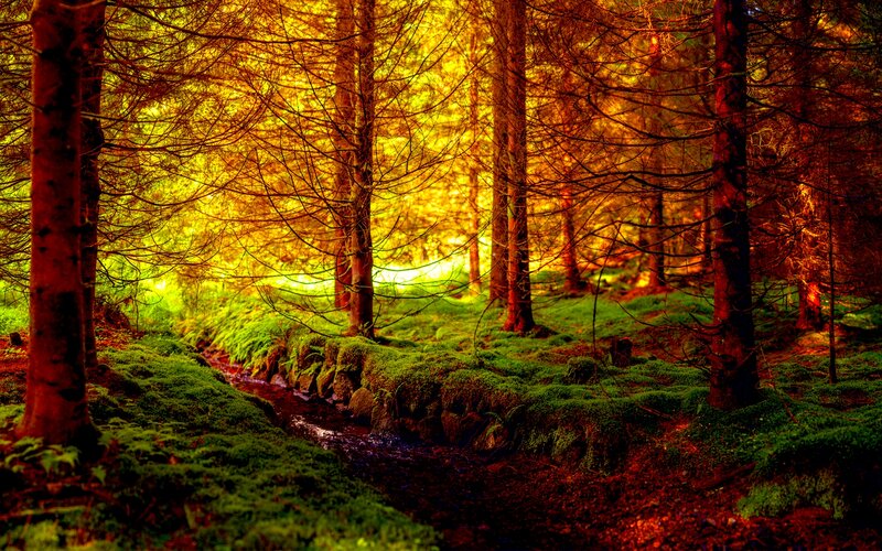 Forest Stream at Sunset — Green, Serene