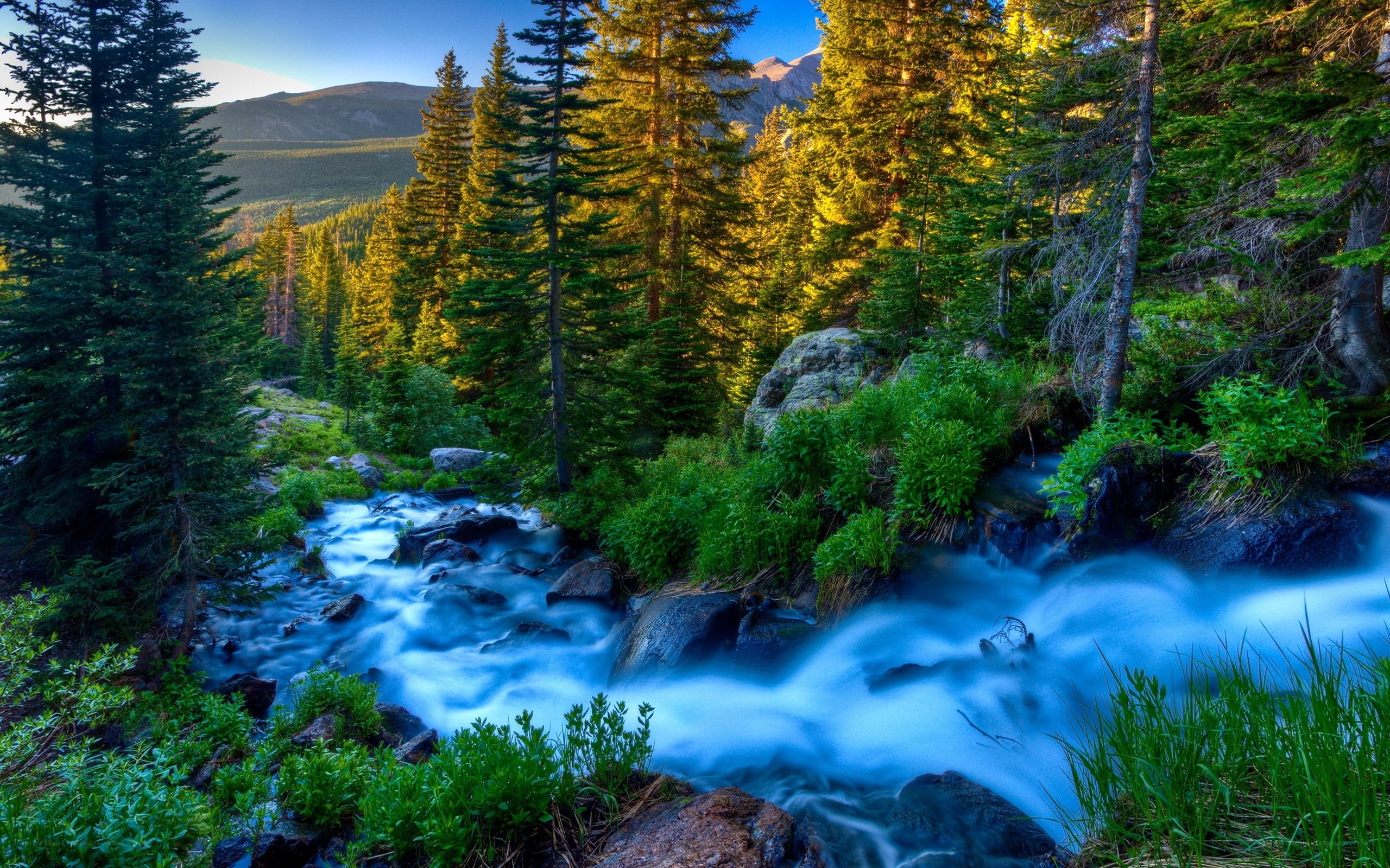 Forest stream at sunset