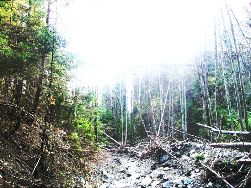 Forest Stream Bed