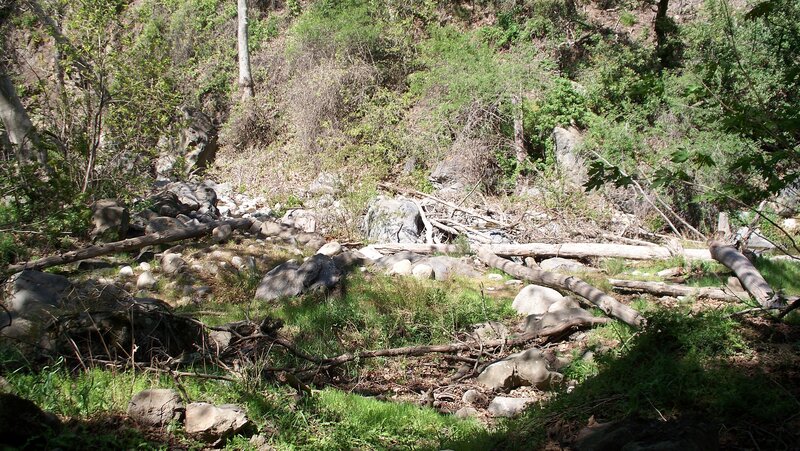 Forest stream bed with rocks and logs
