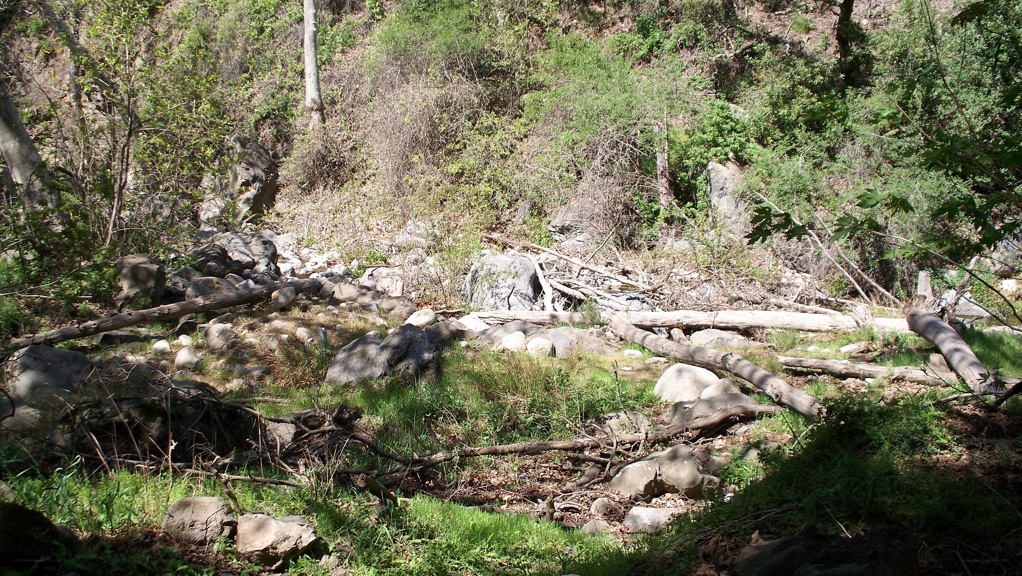 Forest stream bed with rocks and logs