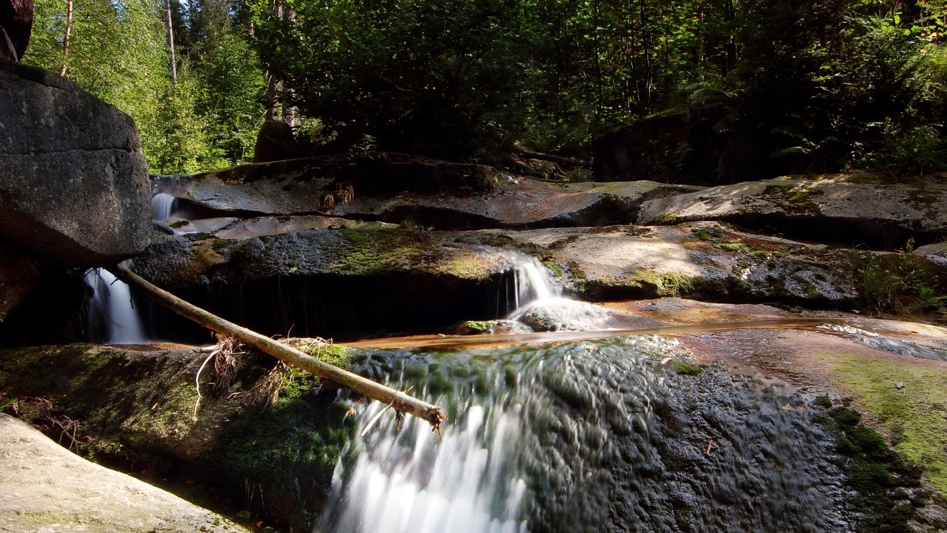 Forest stream cascading over rocks