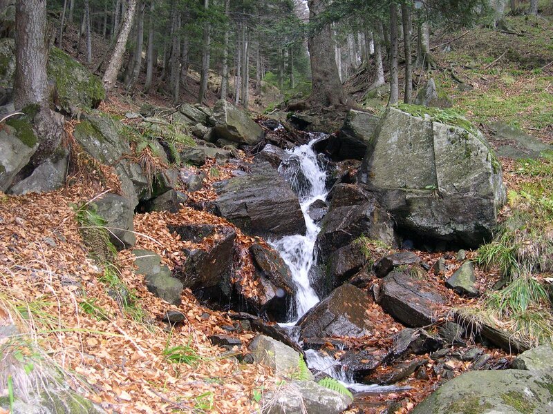 Forest stream cascading over rocks